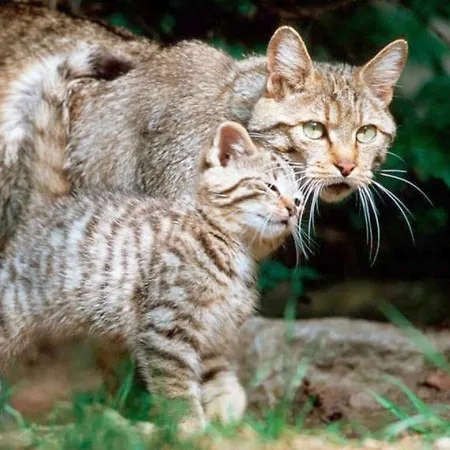 公寓 Waldquartier Wackerberg Kall