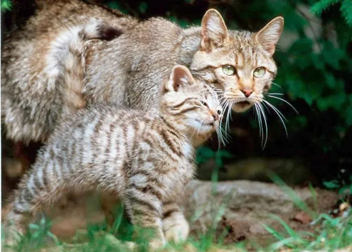 公寓 Waldquartier Wackerberg Kall